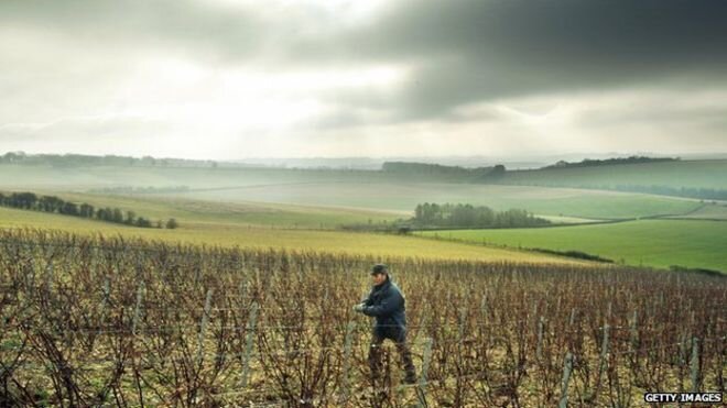 English Wine Week